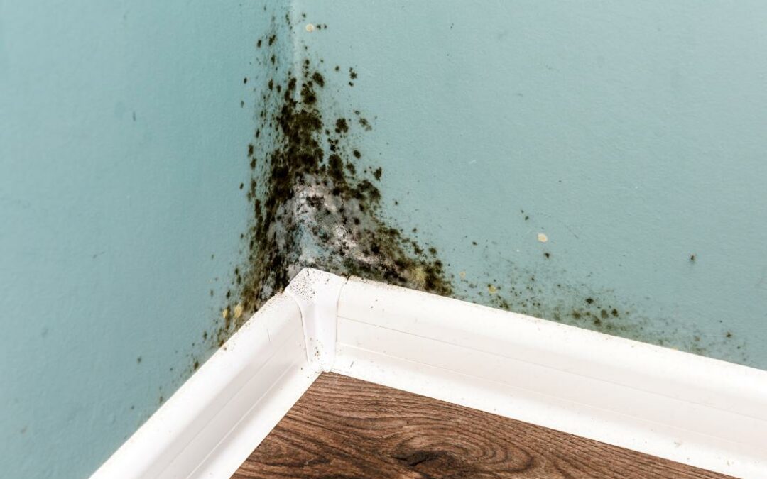 Mold, Moisture and Your Home:  10 Things You Should Know About Mold